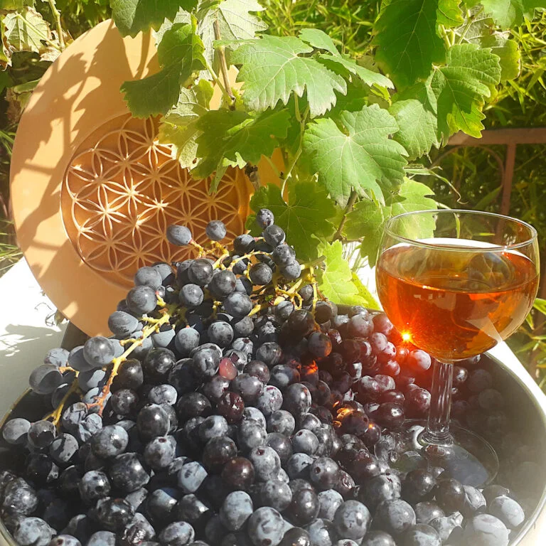 Lire la suite à propos de l’article De la Vigne au Verre